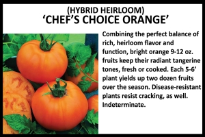 Tomato 'Chef's Choice Orange'